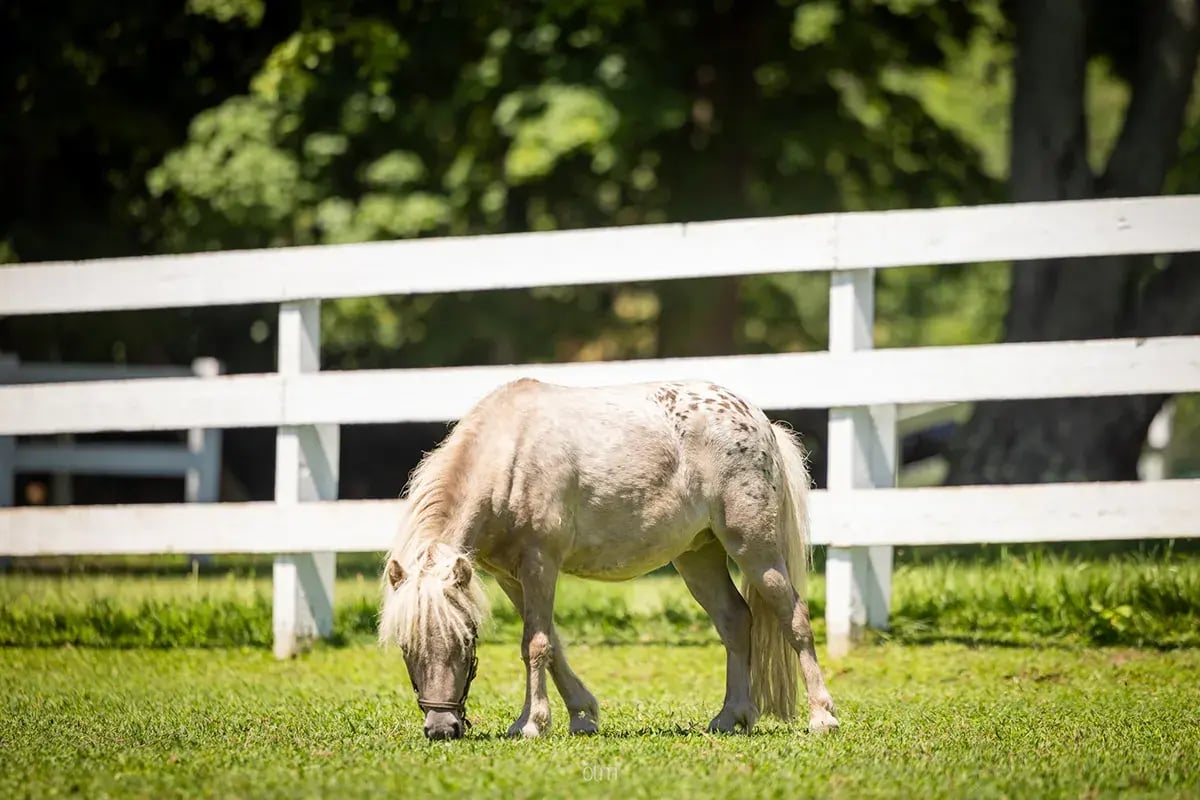 Lush, green pasture and quality fencing